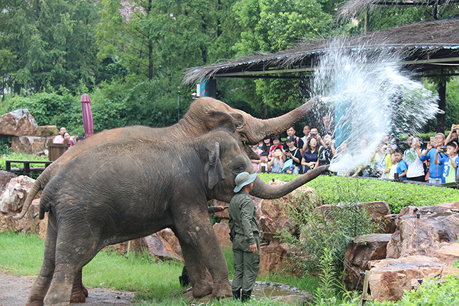 上海野生動物園大象噴水