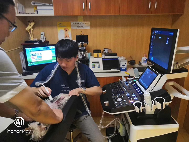 寵物B超機(jī)檢測現(xiàn)場圖